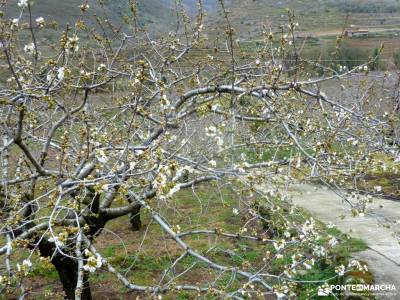 Cerezos en flor; Valle del Jerte; excursiones guadalajara viajes organizados en grupo viajes en grup